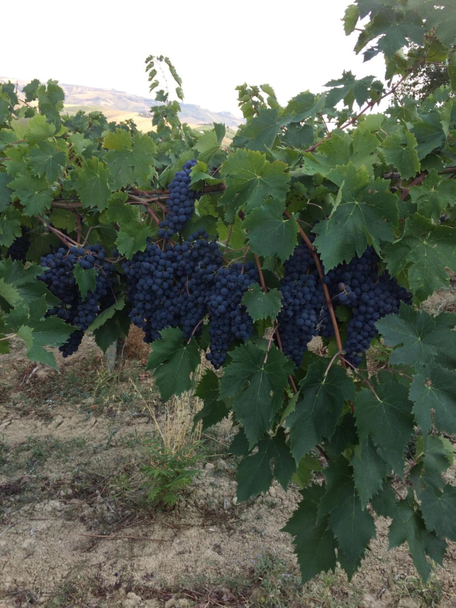 Agriturismo Cerquatonda Montalto delle Marche Екстериор снимка