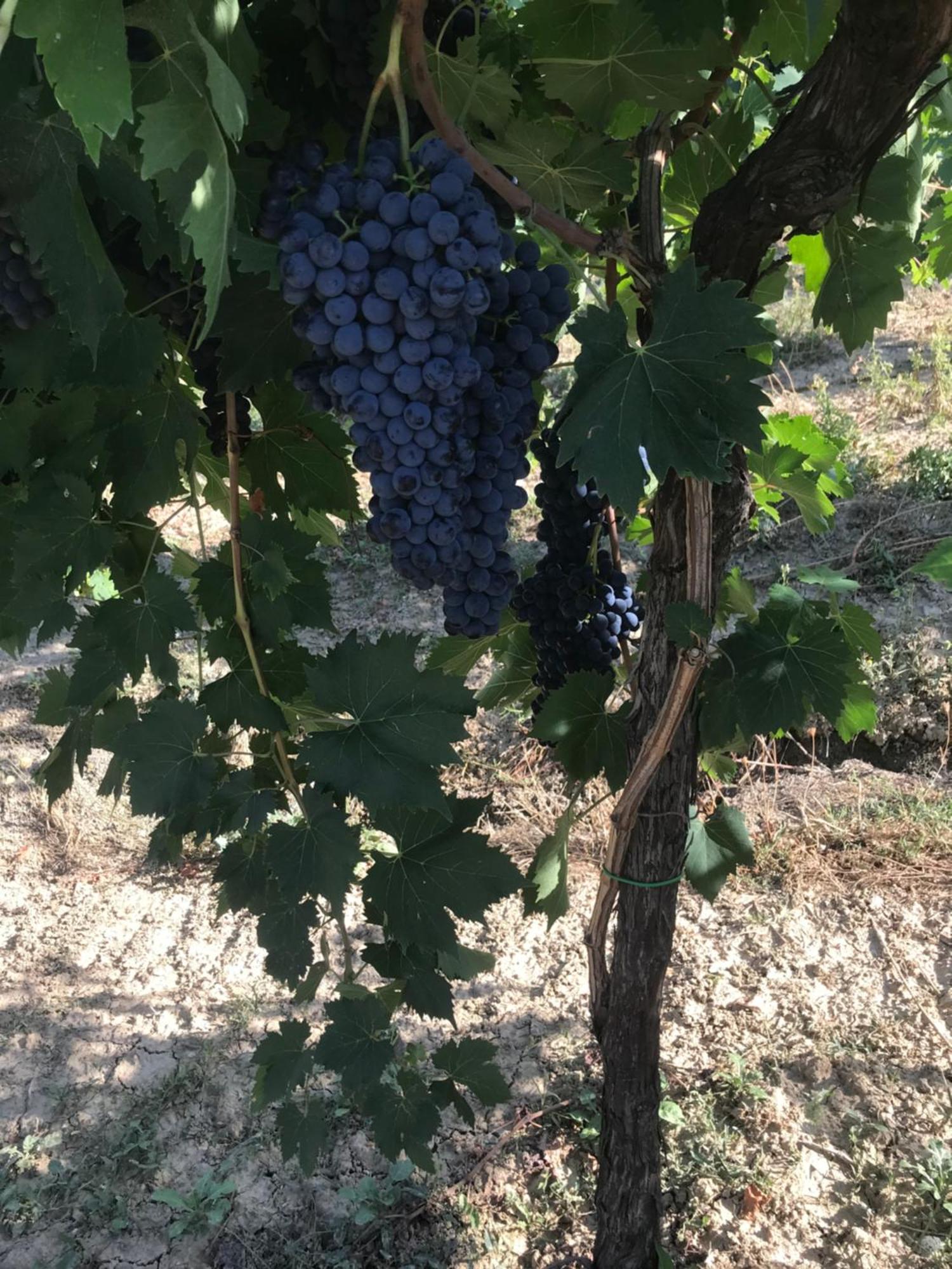 Agriturismo Cerquatonda Montalto delle Marche Екстериор снимка