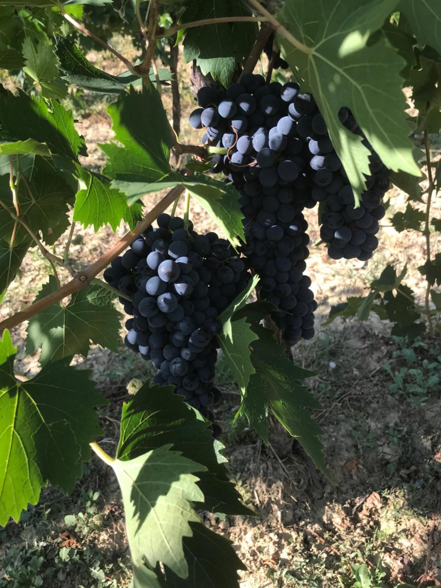 Agriturismo Cerquatonda Montalto delle Marche Екстериор снимка