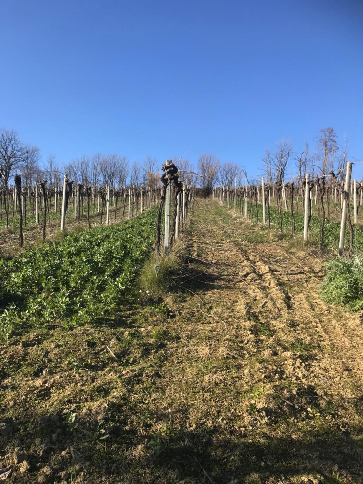 Agriturismo Cerquatonda Montalto delle Marche Екстериор снимка