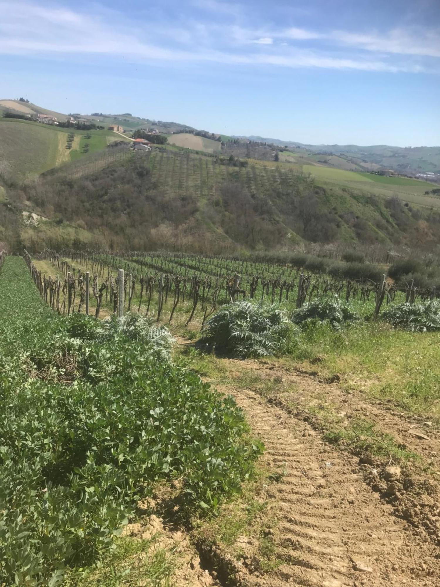 Agriturismo Cerquatonda Montalto delle Marche Екстериор снимка