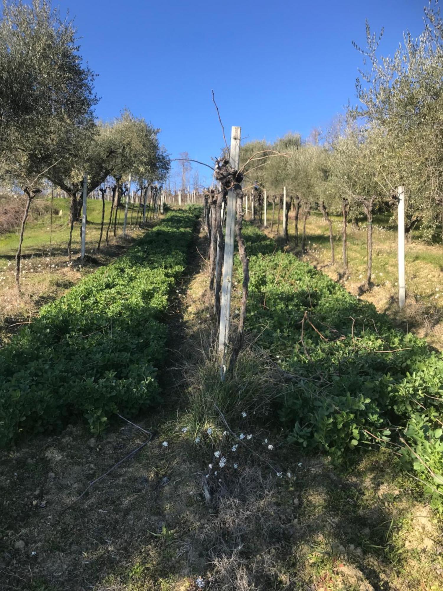 Agriturismo Cerquatonda Montalto delle Marche Екстериор снимка